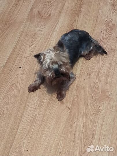 Йоркширский терьер