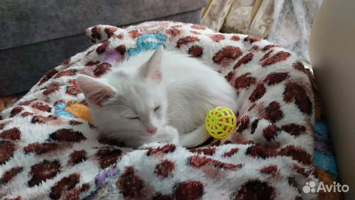 Отдам в добрые руки котёнка кошечка