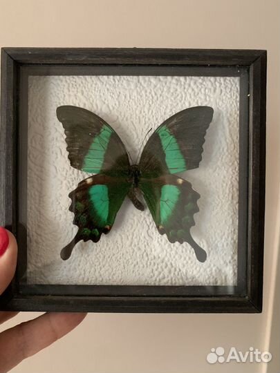 Бабочка Papilio Palinurus в рамке