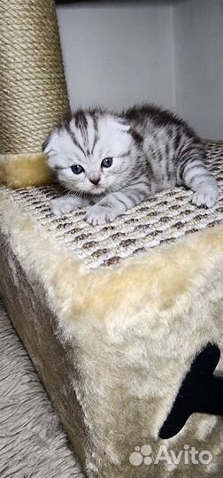 Кошки