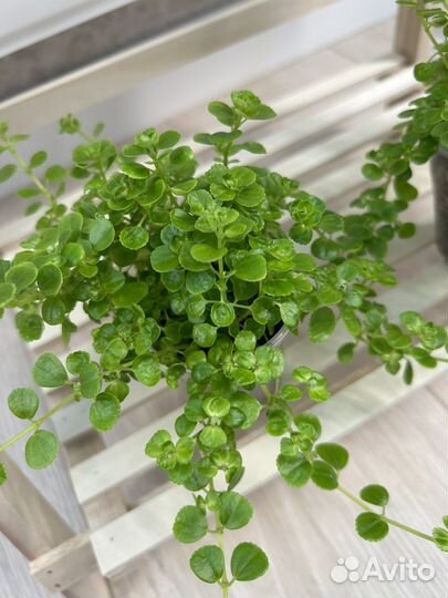 Пилея Ливанская и Депресса