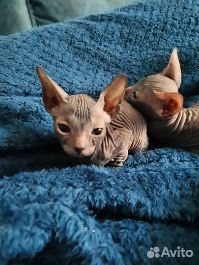 Донской сфинкс котята