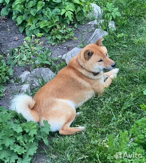 Сиба ину вязка