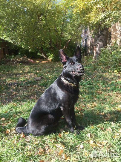 Вязка, Восточник