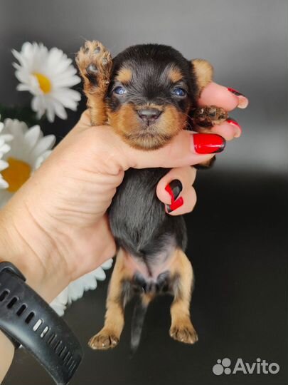 Малыши йорка