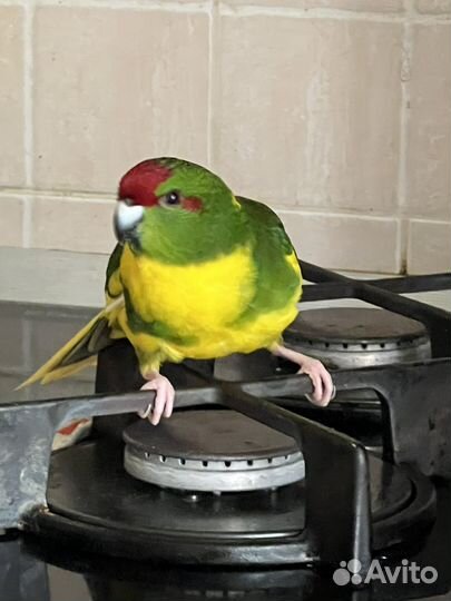 Попугай корелла и какарик
