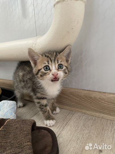 Отдам бесплатно