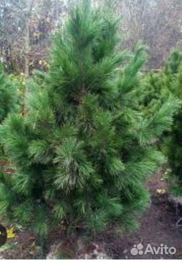 Семена Кедр Сибирский Pnus sibr