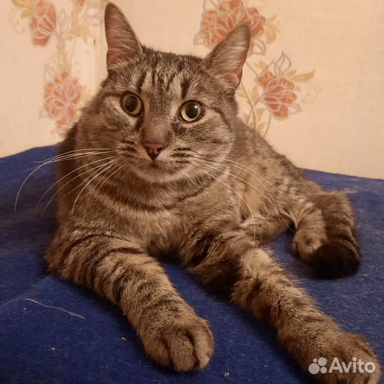 Европейская