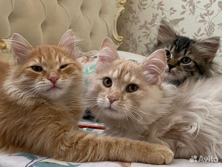 Сибирская кошка