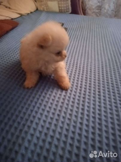 Щенки шпица мини