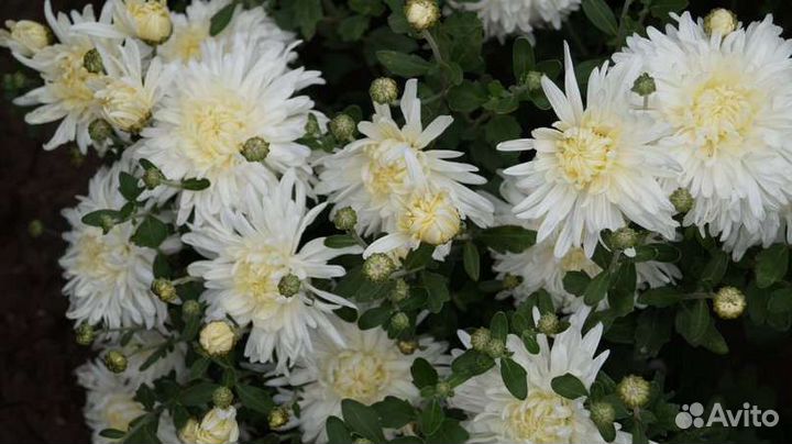 Хризантема