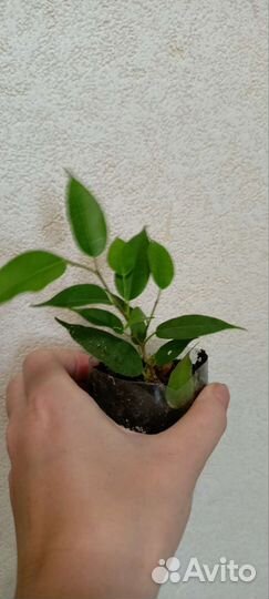 Фикусы в одни руки 3 вида