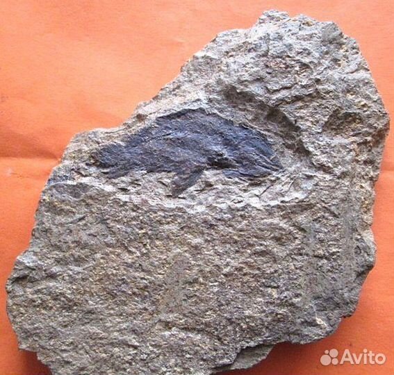 Ископаемая рыба. Отпечаток. Девонский период