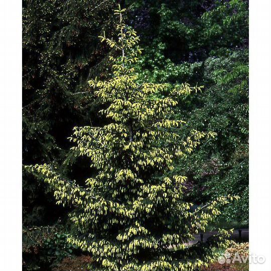 Ель восточная Ауреоспиката(с 7,5)
