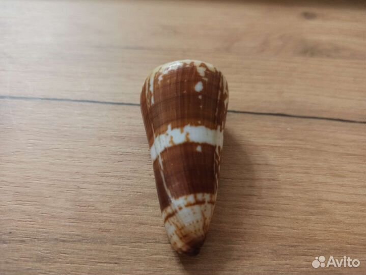 Морская раковина