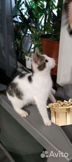 Котенок мальчик