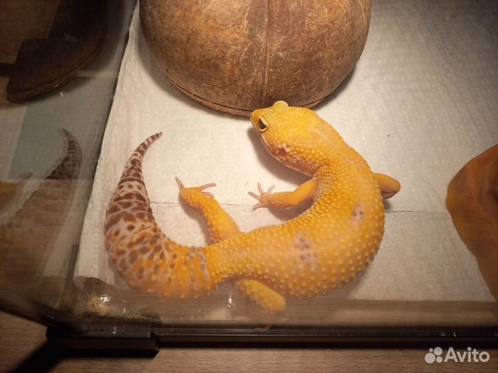 Эублефар Sunglow с террариумом и кормом