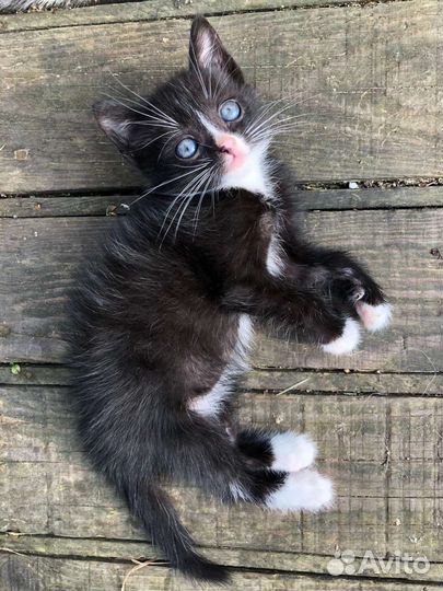 Это чудо на улице подарите шанс на жизнь