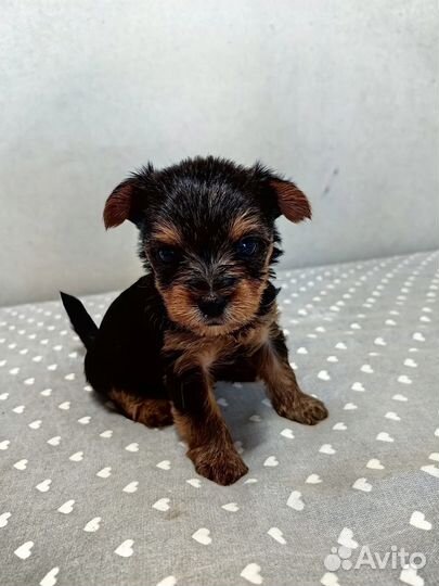 Щенки йорка мини