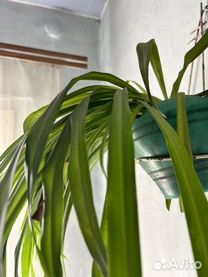 Хлорофитум