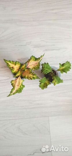 Колеусы вегетативные