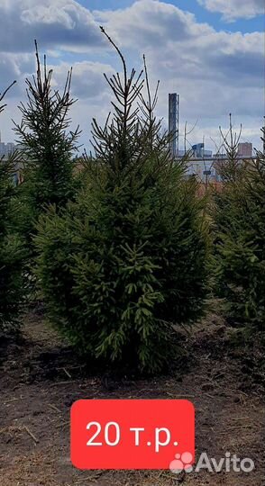 Саженцы Ель