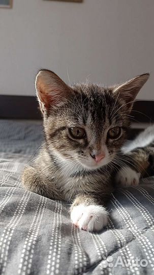 Котенок в добрые руки