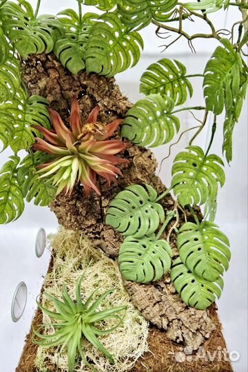 Новый террариум с бананоедом