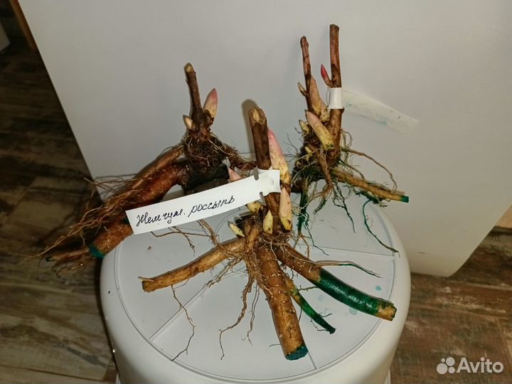 Пион Бартзелла