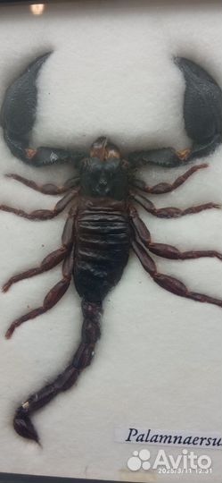 Скорпион Palamnaersus в рамке под стеклом