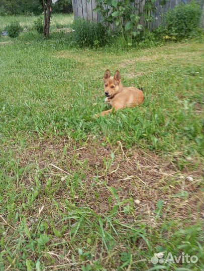 Щенок в добрые руки бесплатно