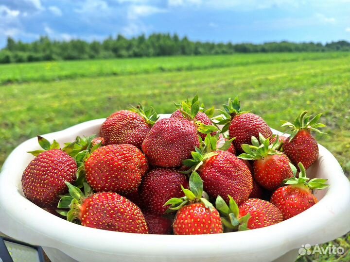 Клубника самосбором