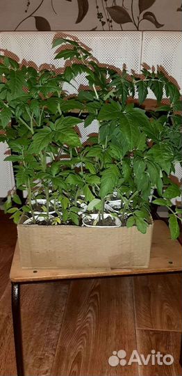 Рассада томатов, перцев и баклажан