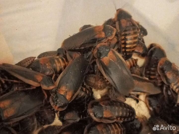 Аргентинский таракан blaptica dubia