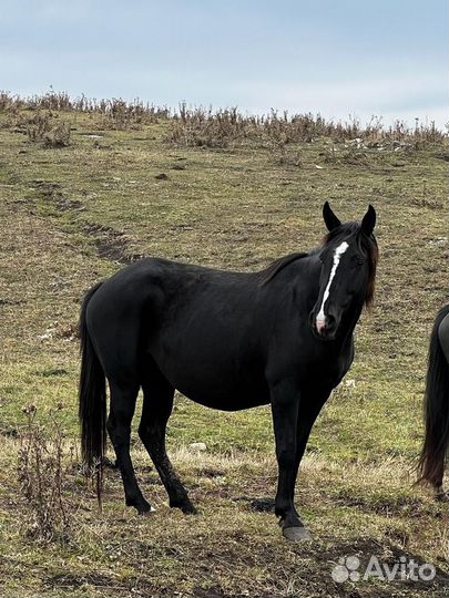 Элитные кобылы