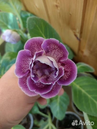 Глоксиния цветущая