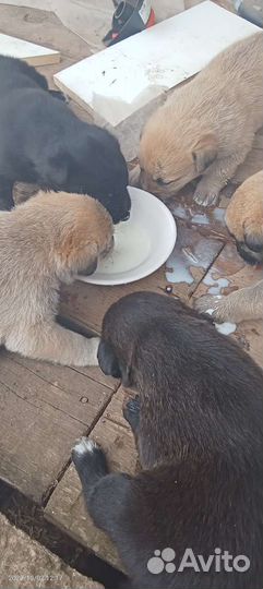 Отдам бесплатно