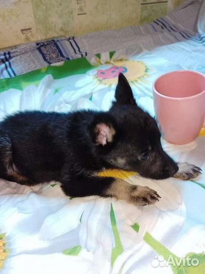 Щенок мальчик