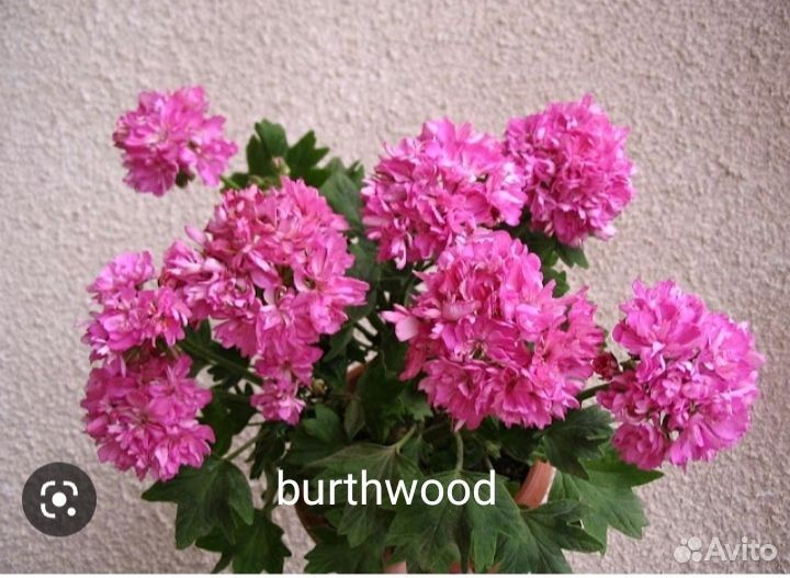 Пеларгония стеллар