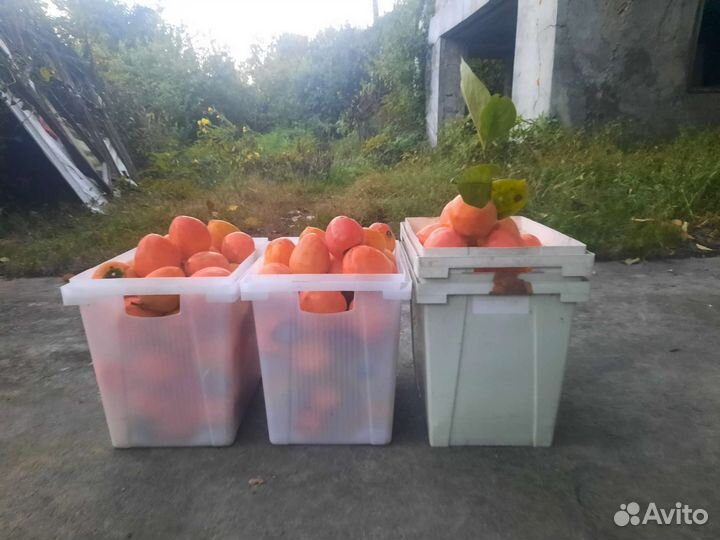 Хурма оптом