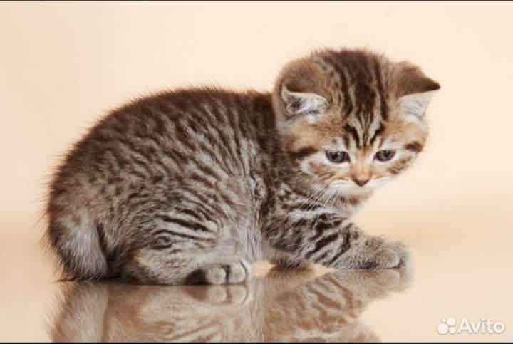 Шотландский мальчик пятнистый табби