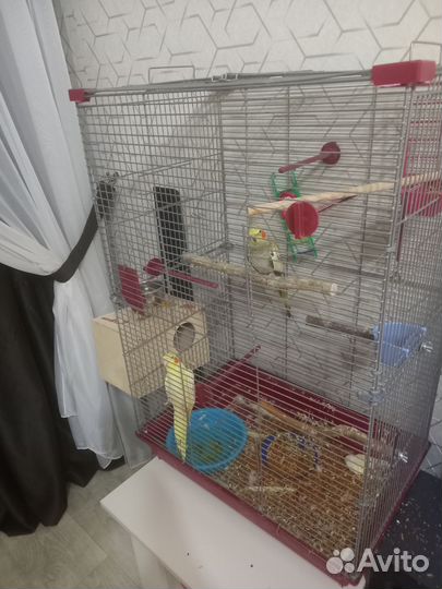 Попугай корелла с клеткой мальчик и девочка