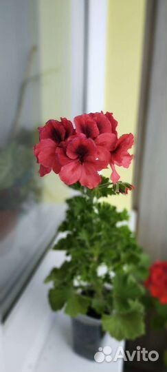 Пеларгония герань
