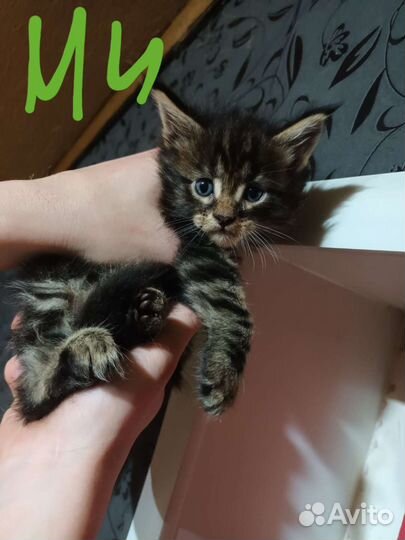 Котята мейн-кун