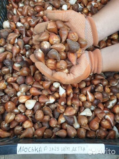 Луковицы тюльпанов детки на вес