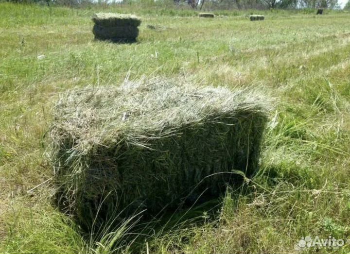 Сено луговое в тюках