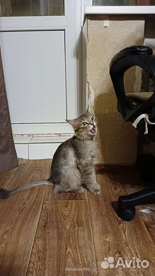 Кошка подстриженная частично в добрые руки