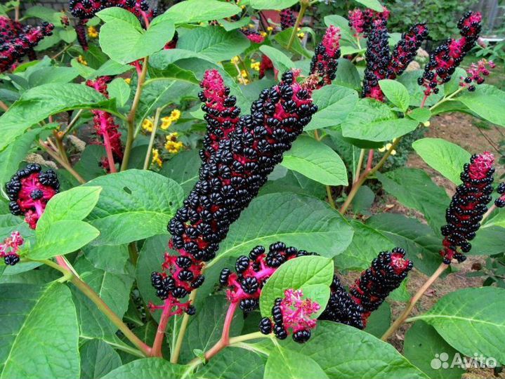 Редкие растения садовые