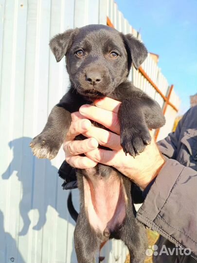 Малышка ищет дом